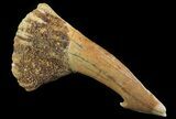 Cretaceous Giant Sawfish (Onchopristis) Rostral Barb #64490-1